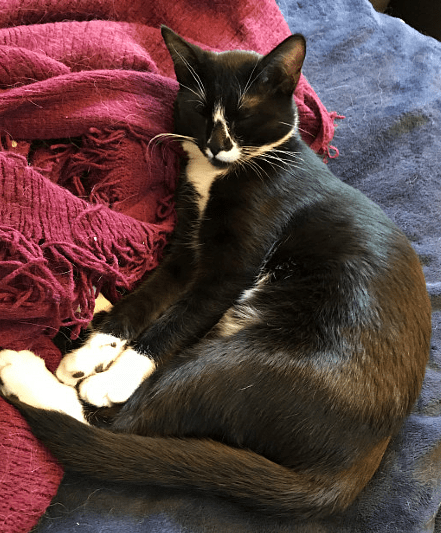 When your furry child curls up and sometimes covers her head with their paws it's a good indication she is cold..