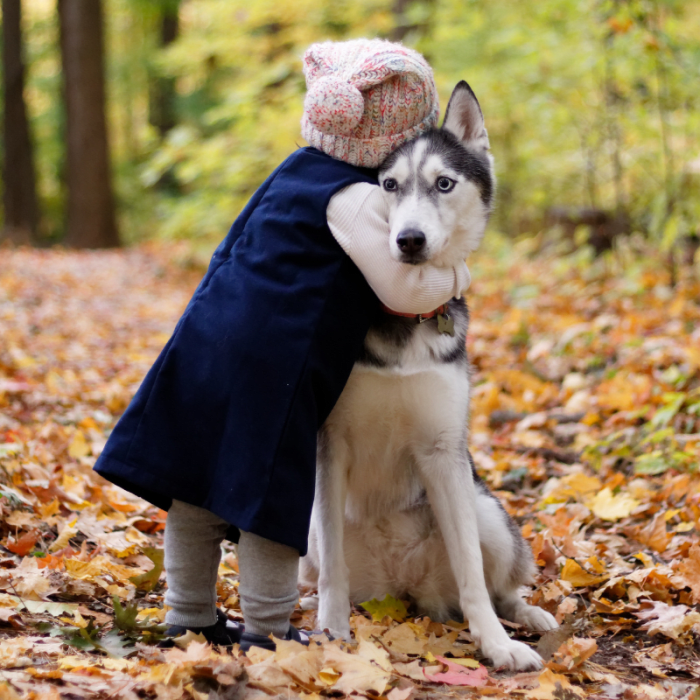 If you decide to adopt a Husky, look forward to tons of fun with this loving and loyal breed.