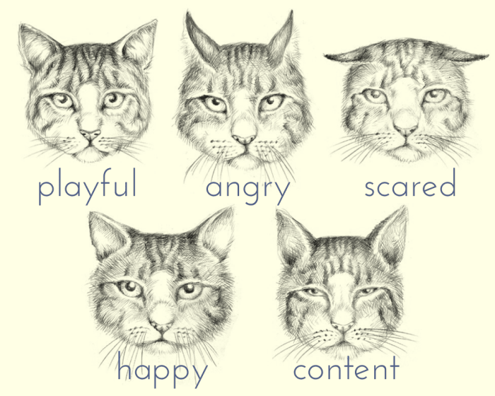 Why Is My Cat so Affectionate? Understanding a Cat's Body Language