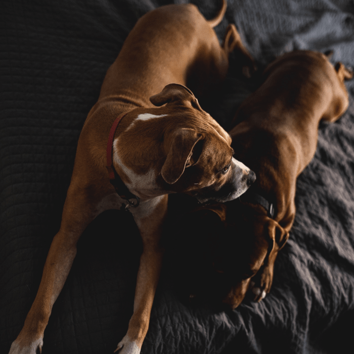 Always provide the mom-dog with a safe and comfortable space to rest.