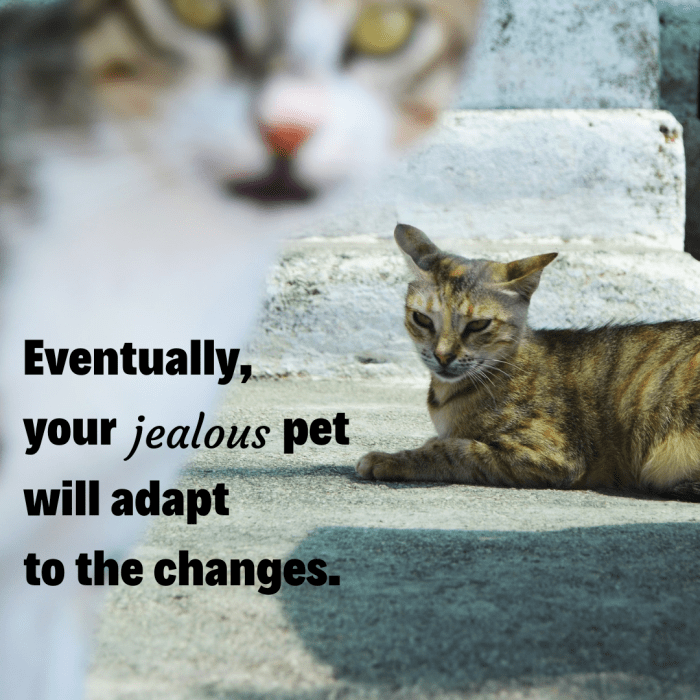 How to Recognize and Deal With a Jealous Dog or Cat PetHelpful By