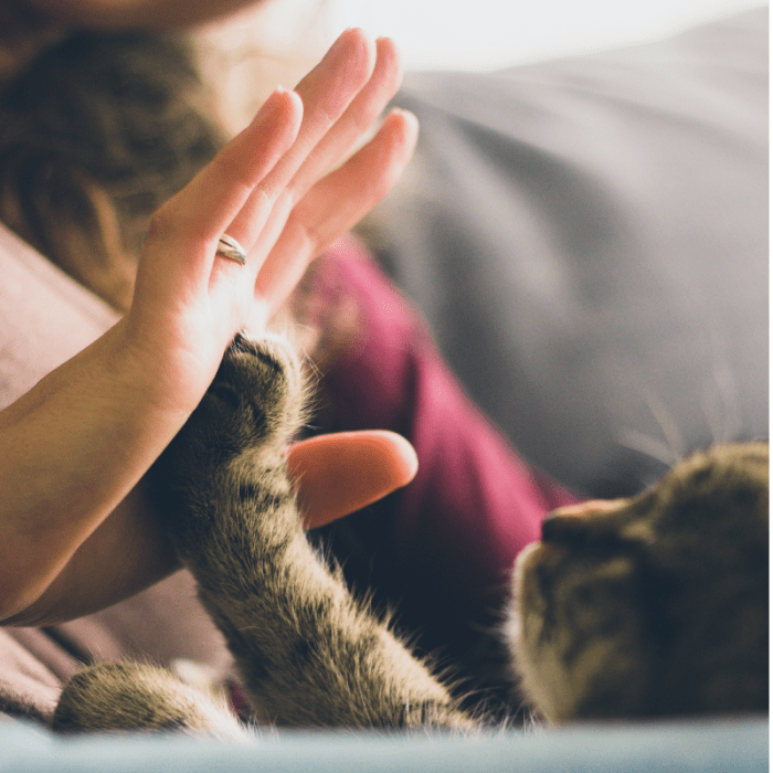 Bonding with your cat will bring the two of you closer to becoming best friends.