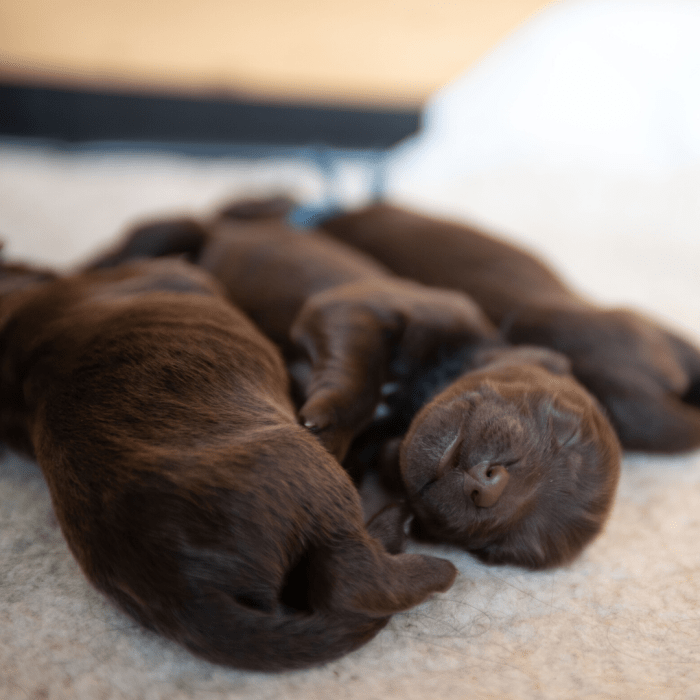 Puppy Life Stages From Birth to Adulthood PetHelpful By fellow