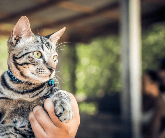 Remember all of the great times you had with your pet. Cherish these memories and feel grateful for having such a companion in your life.