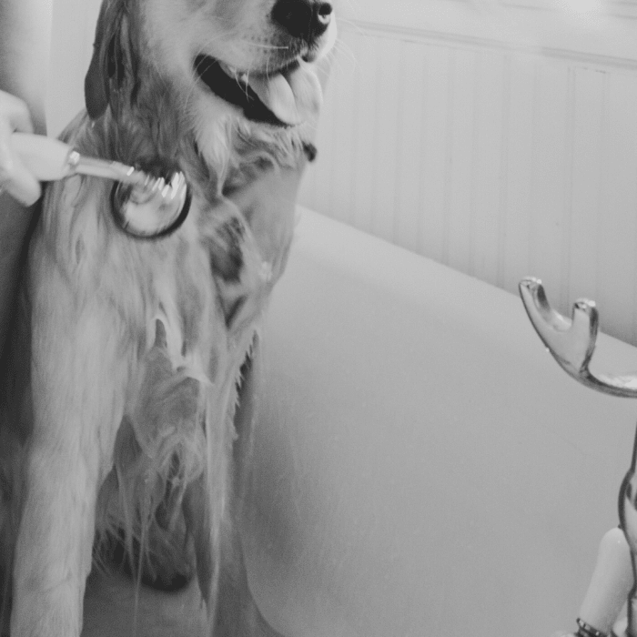 If signs of toxicity develop, wash your dog thoroughly with warm water and dish soap (no bleach added).