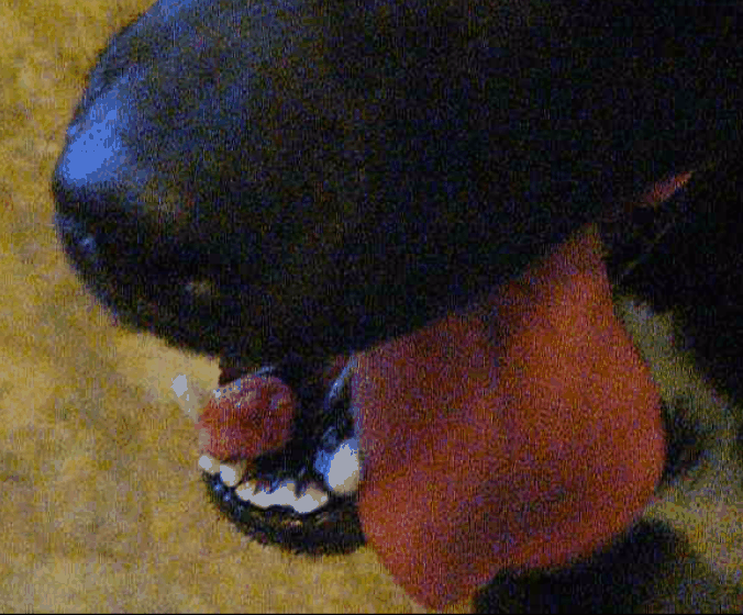 A possible squamous cell carcinoma of the lower mandible in a one-year-old Lab