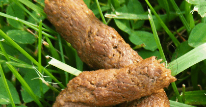 Picture of normal looking stool...(you do not have to necessarily see worms for a dog to have worms!)