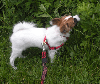 It took my toy breed dog, Kitsune, until he was around eight months old to be fully house broken. It took a lot of patience but was well worth the effort. Kitsune is almost three now and I can't even remember the last time he had an accident inside.