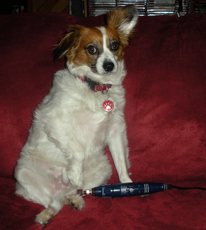 Use treats, toys, and plenty of praise to help your dog to build up positive associations with having the nail Dremel around.