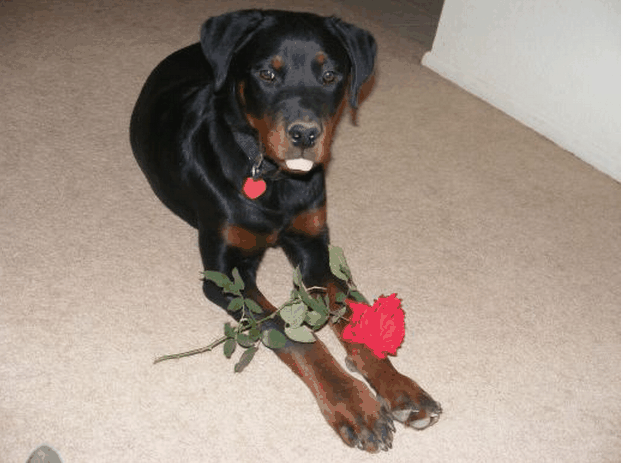 When your dog is in heat, expect males showing up at your door step.