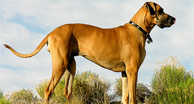 Scooby Doo is a great Dane, and here is one with similar coloring. The dogs grow to an impressive size—sometimes over 150 pounds.