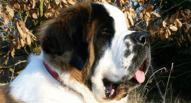Top 10 Most Beautiful Dog Breeds PetHelpful