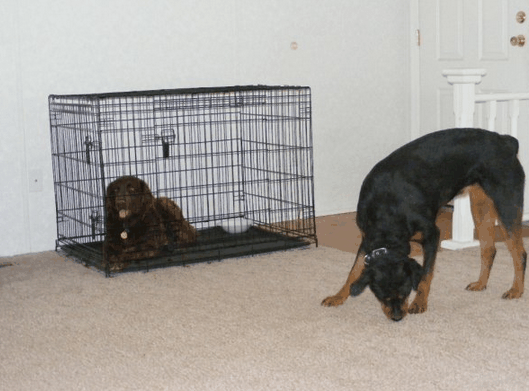 My female Rottie sending calming signals to a dog sent to my board and training program. Here she is sniffing.