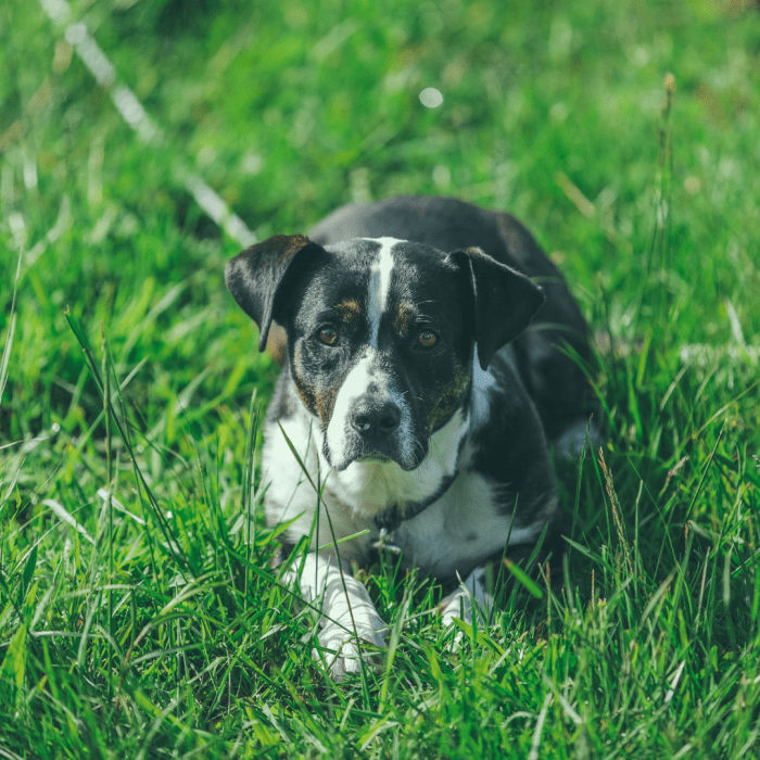 If a dog appears to be overwhelmed or in fight-or-flight mode, he might not enjoy any petting.