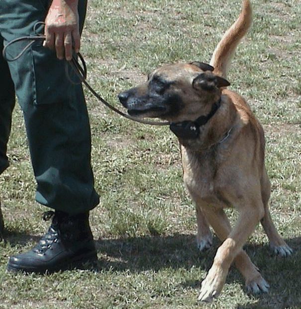 This dog is wearing a shock collar. Observe this dog's fearful body language and compare it to the dog in the next picture.