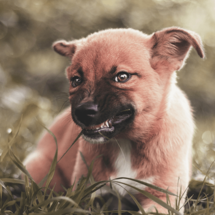 Be sure to take your pup to the vet once their permanent teeth come in to check on their dental health.