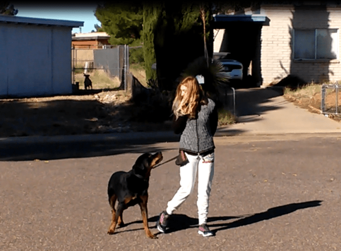 This dog is under threshold and able to learn despite the other dog behind a fence.