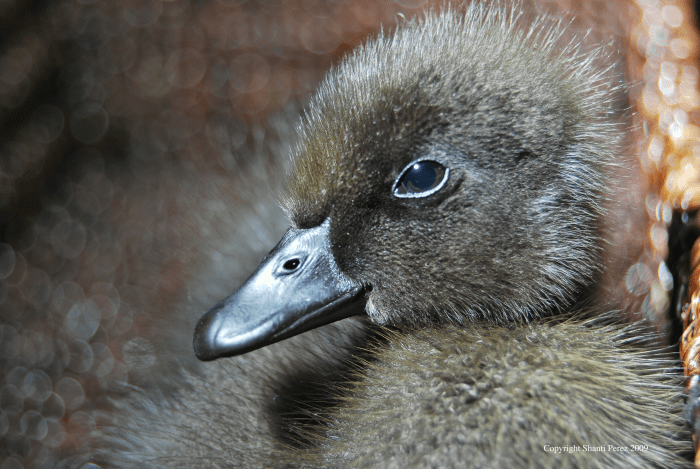Augie March, a three-day-old imprinted duckling who grew up to be the leader of my flock.