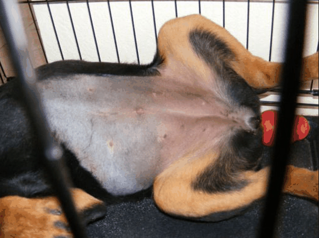 An abdominal incision may be a good clue that your dog has been spayed, but the incision is very tiny, especially once it's all healed up.