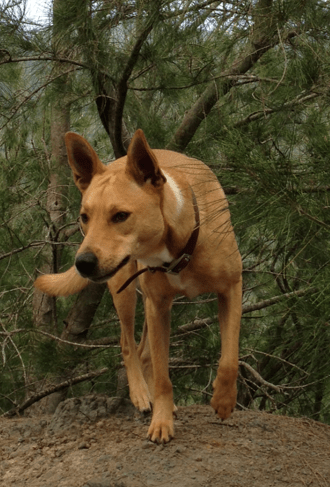 It took me two years to realize that my dog, pictured above, looks like a dingo because she is a dingo.