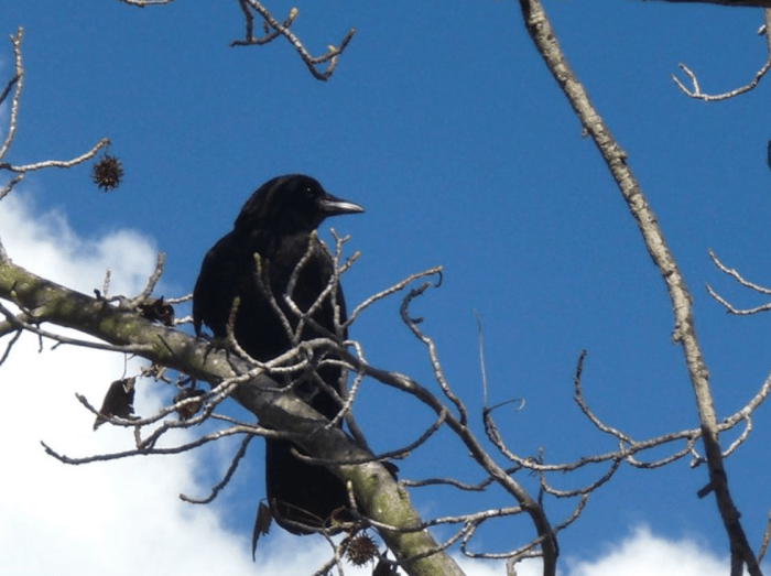 My neighborhood (American) crow: Although this one appears to be showing off its lovely profile, this is actually how they observe you: Out of one eye.