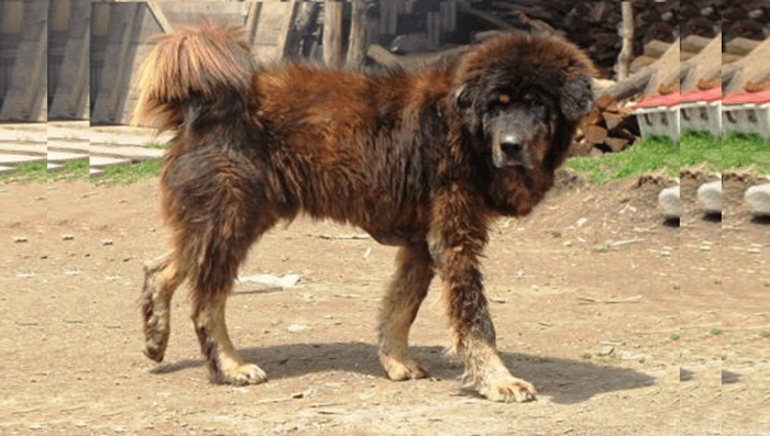 Bakharwal mastiff were bred originally to defend the livestock of the Gujjar people.