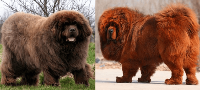 7 Dogs Like the Tibetan Mastiff - PetHelpful