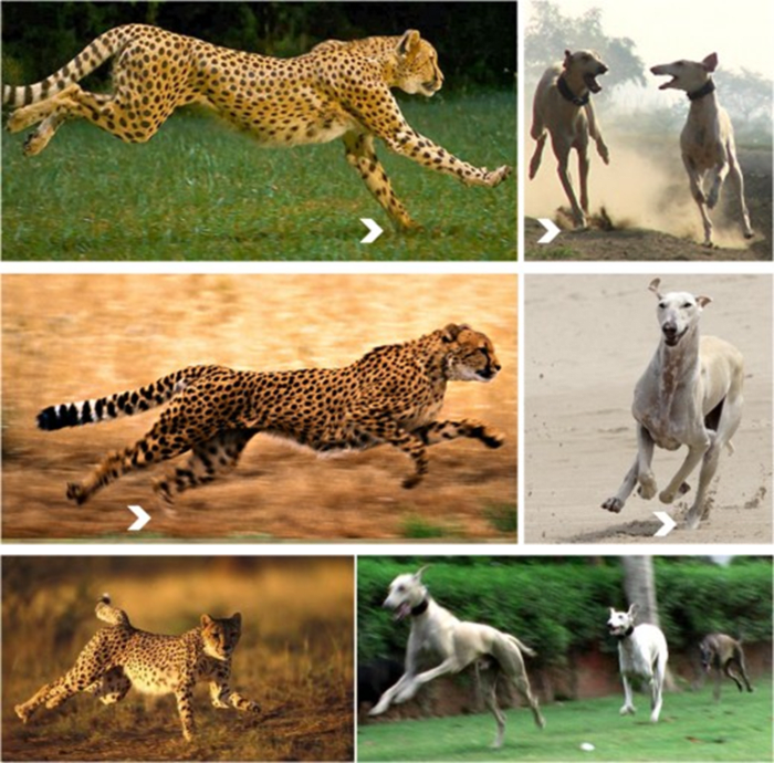 Cheetah and Caravan Hound Running Pattern