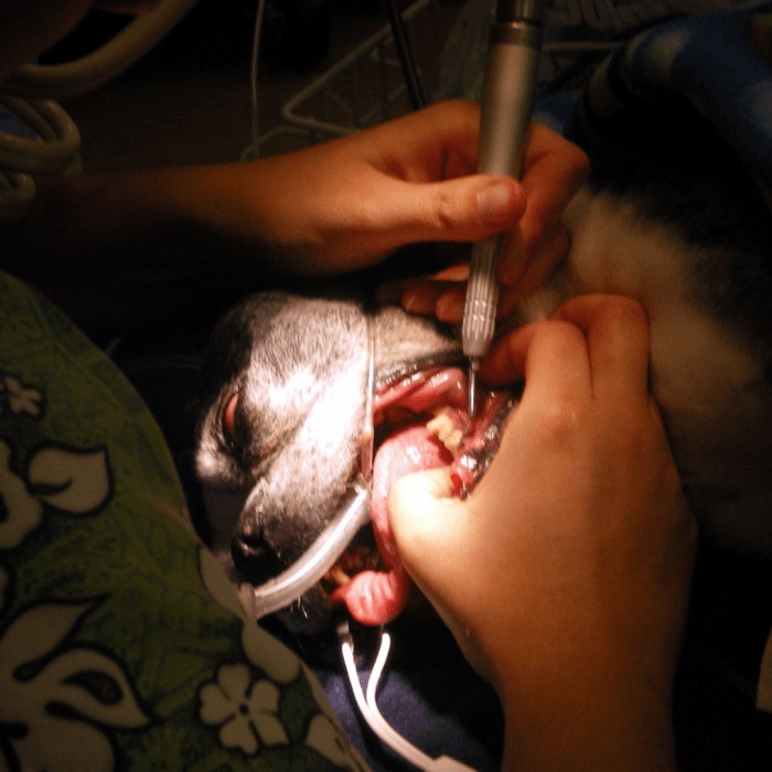 Hygienists should wear gloves during the procedure, but this demonstrates appropriate intubation during a dental cleaning.