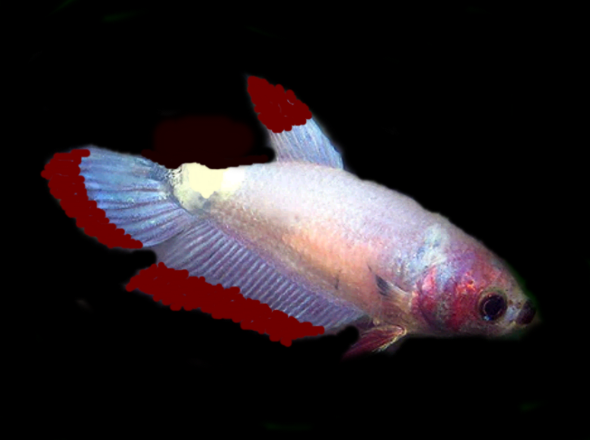 15 Common Betta Fish Diseases (With Pictures): Prevention And Treatment ...