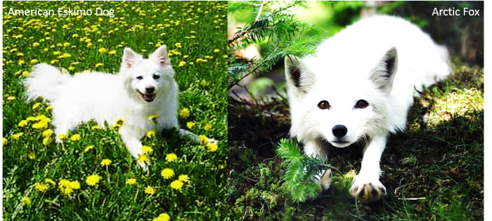 An American Eskimo Dog on the left and an Arctic Fox on the right.