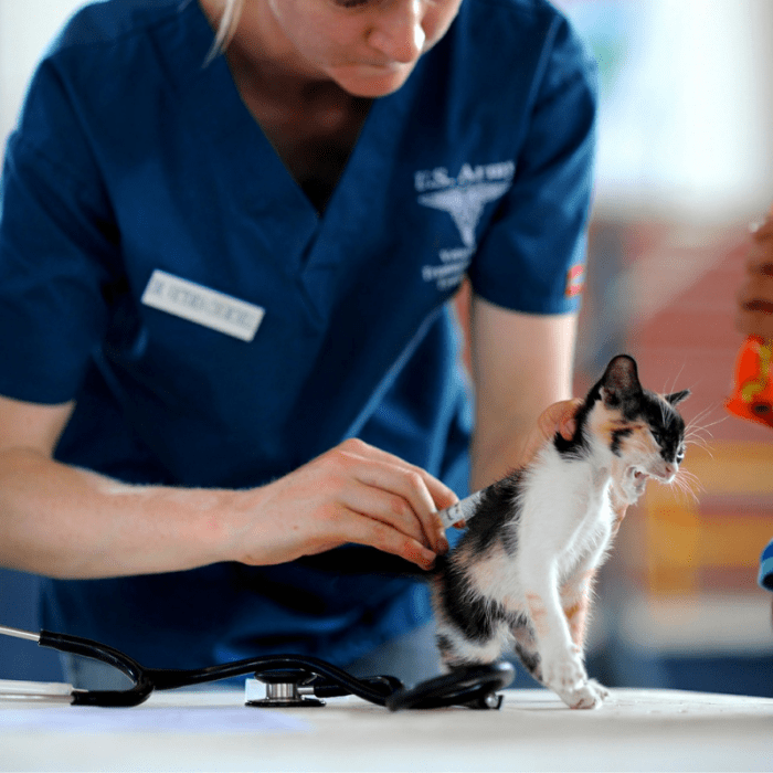 Veterinary professionals are the only individuals qualified to diagnose or treat serious health issues in dogs and cats.