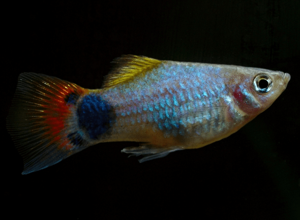 A male Mickey Mouse Platy. You can tell the sex of these fish easily, as the female has a rounded fin on her belly (known as the anal fin), whilst the male's is pointed.