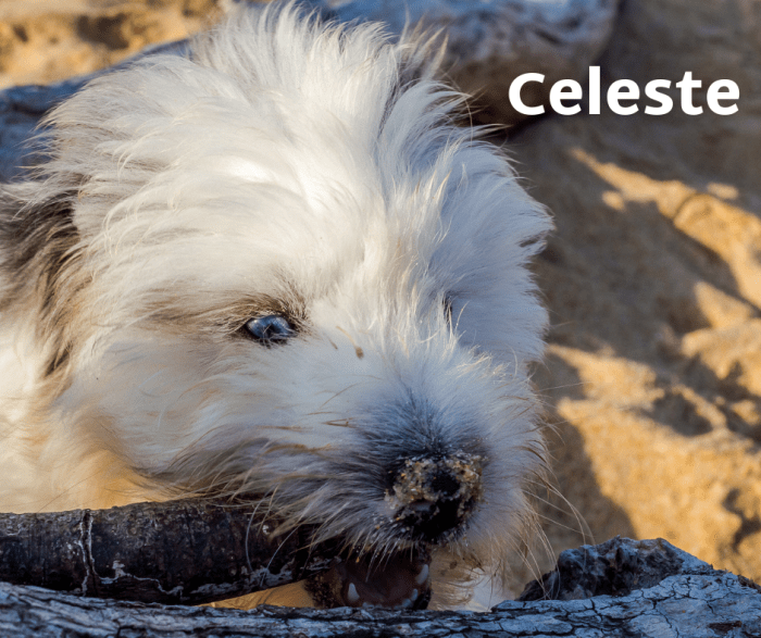 Celeste is derived from the word celestial. Name your girl Celeste if you want an angelic companion.