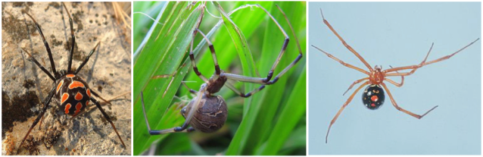 How to Care for a Pet Black Widow Spider - PetHelpful - By fellow ...