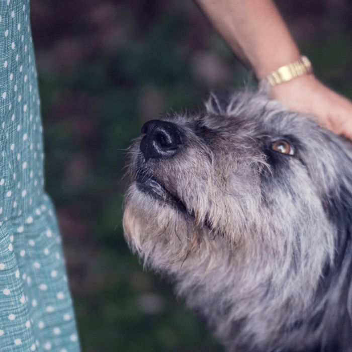 Dogs who are fearful will often revert to their barking/lunging/growling because it is highly reinforcing.