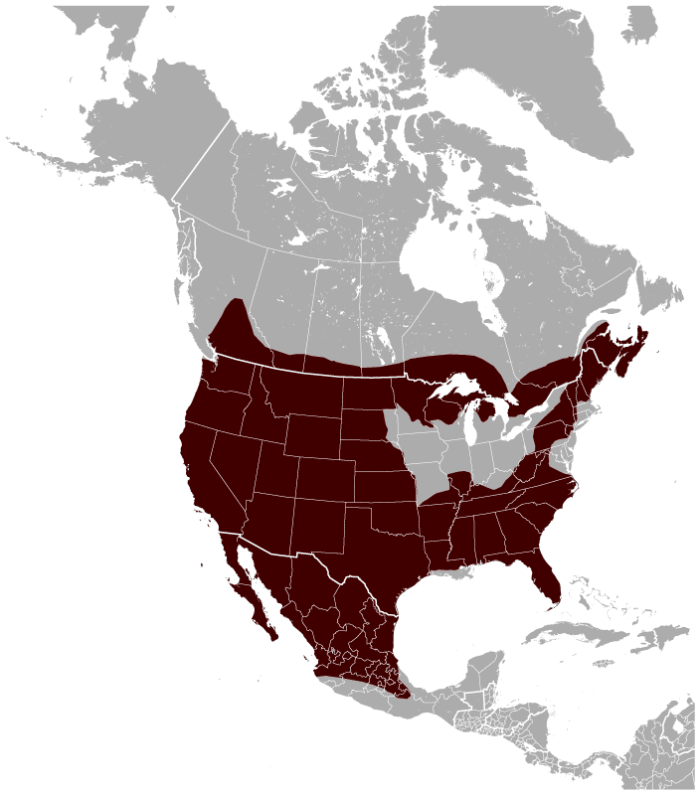 Common range of the bobcat.