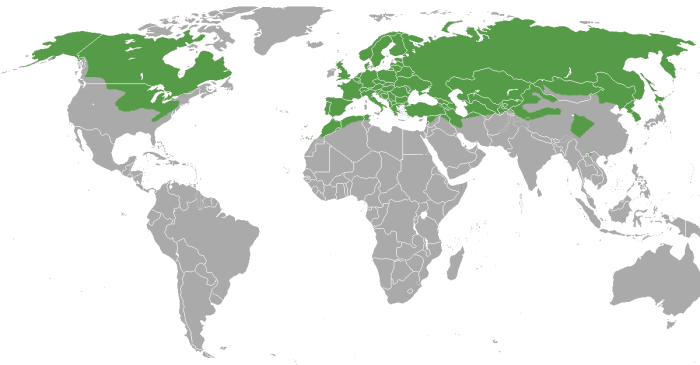 Territory of the Least Weasel, one of many species that might hunt your flock.