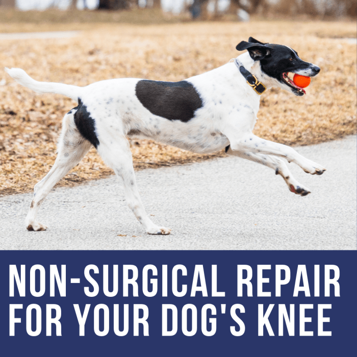 Torn ACL In Dogs: First Aid And Medical Treatment (Surgery Is Not Your ...