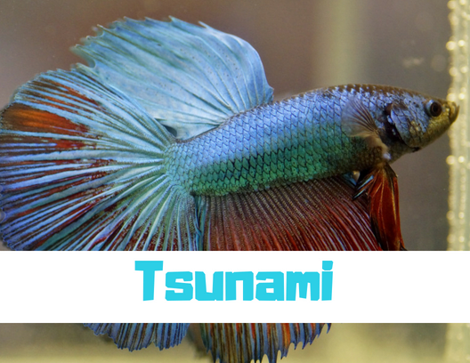 Some names work best for specific types of fish, like Tsunami for a Betta. Or Betta White, of course.