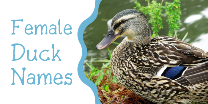 250+ Duck Names for Your Feathered Friend (From Aflac to Xerxes ...