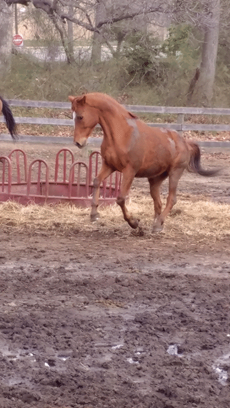 Horses react first no matter what, without concern for us if they are worried about their own safety. Cool was playing in this picture and no one was inside the field so no danger involved. I figured this article needed something lighthearted !