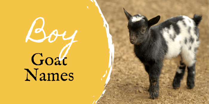 350 Pet Goat Names For Your New Goat From Angus To Waffles 350 Pet Goat Names For Your New Goat From Angus To Waffles