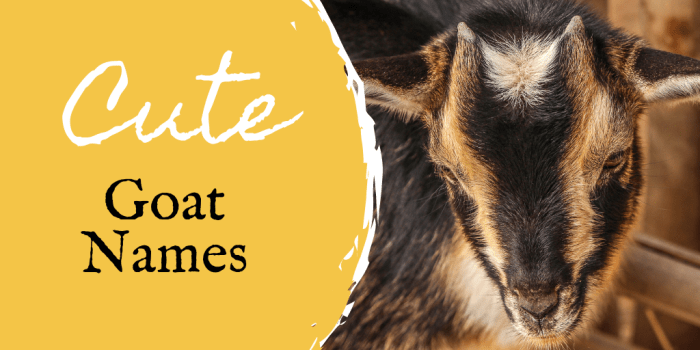 350+ Pet Goat Names For Your New Goat (From Angus To Waffles ...