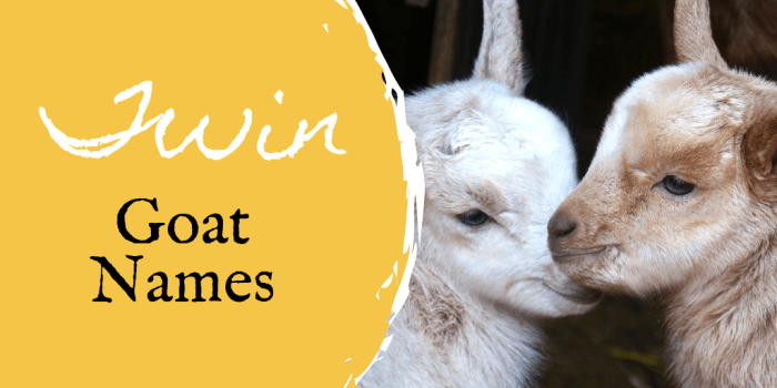 350-pet-goat-names-for-your-new-goat-from-angus-to-waffles