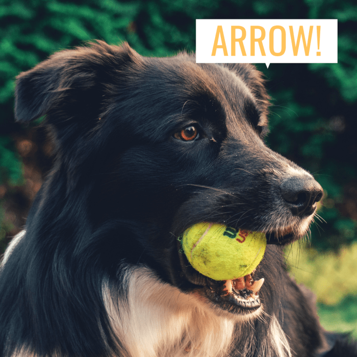 100+ Black and White Dog Names PetHelpful