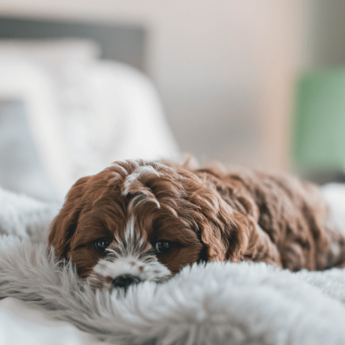 Give your pup a break if they grow tired.