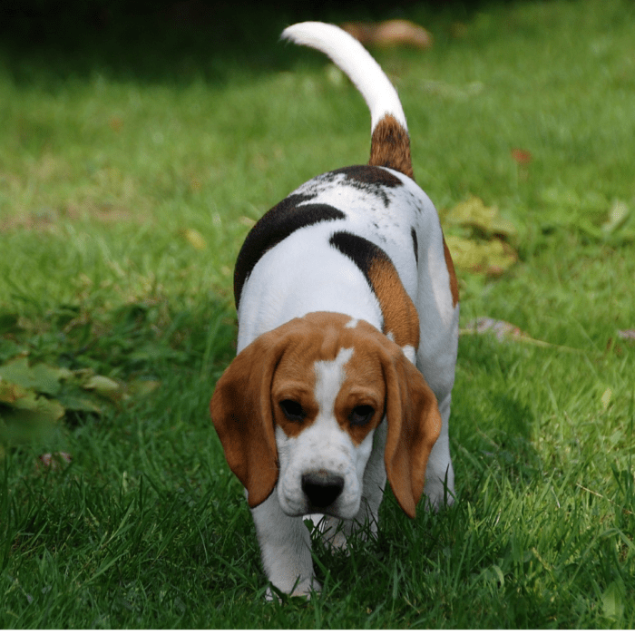 Getting Inside a Beagle's Body and Mind