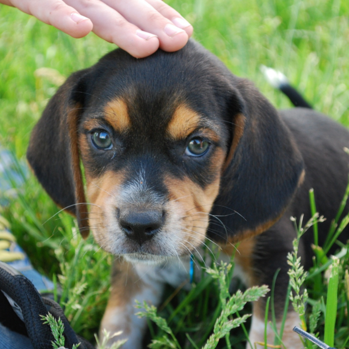 Beagles are sensitive dogs. Use gentle training methods with them.