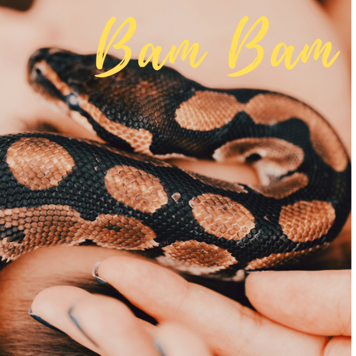 250+ Funny, Cool, Cute, and Badass Pet Snake Names PetHelpful